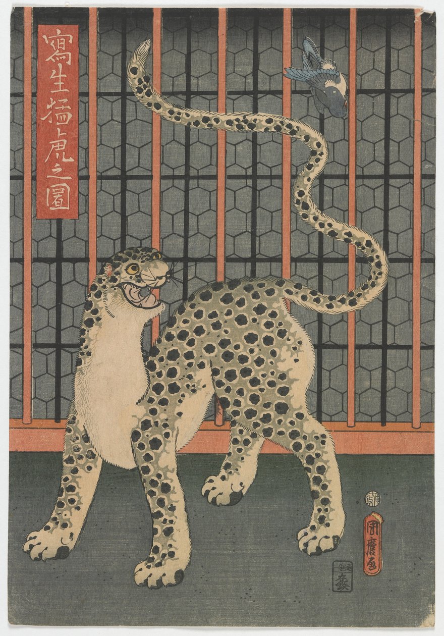 Um leopardo tirado da vida, período Edo, 1860 (impressão em xilogravura a cores) de Utagawa Kunimaro