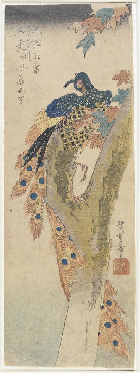(Pavão em Maple Tree), início do século XIX de Utagawa Hiroshige