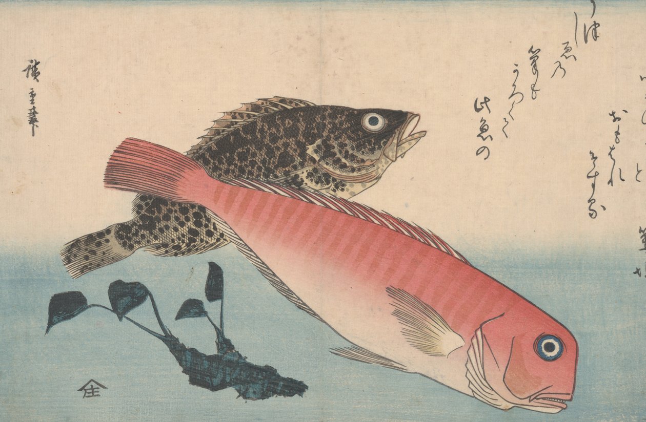 Raiz Amadai, Mebaru e Wasabi de Utagawa Hiroshige
