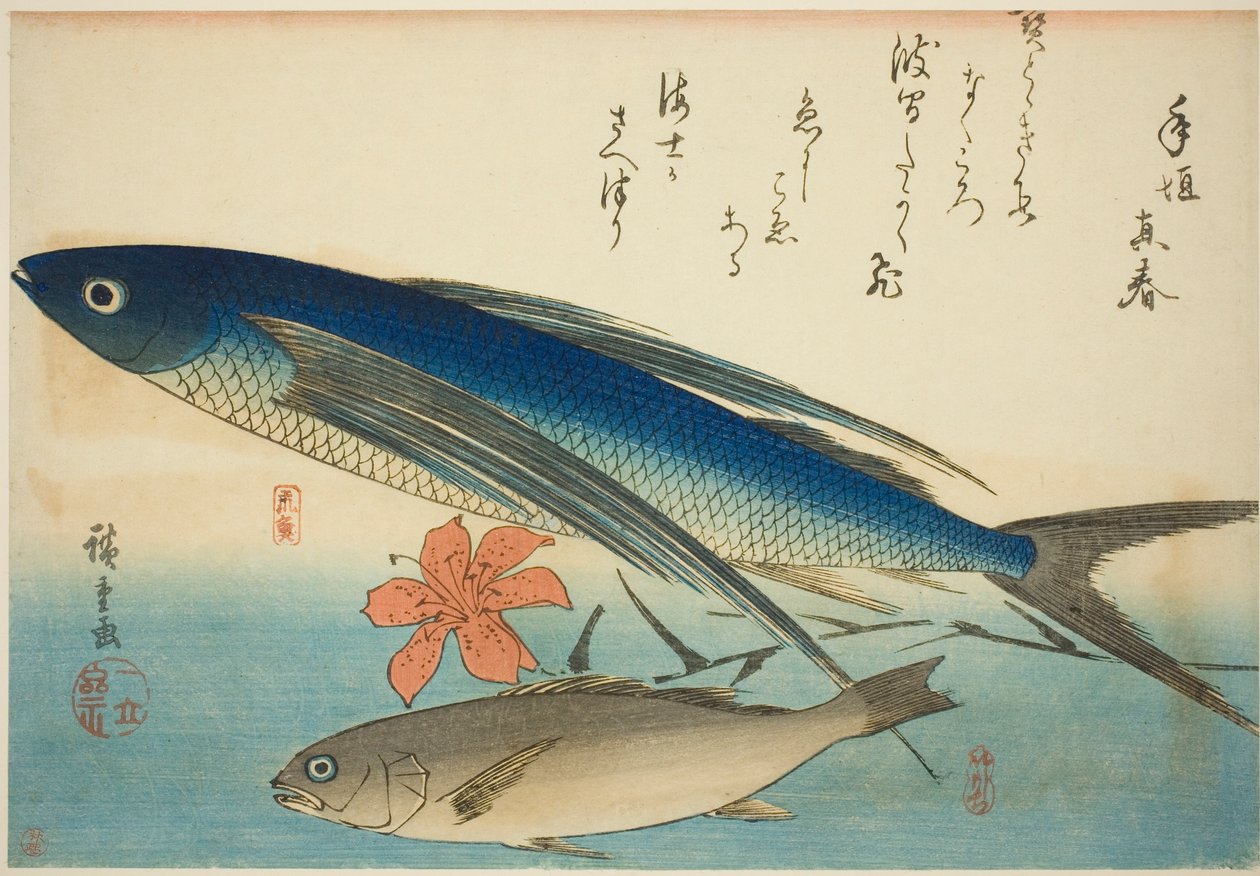 Peixe-voador e Ichimochi, de uma série sem título de peixes de Utagawa Hiroshige