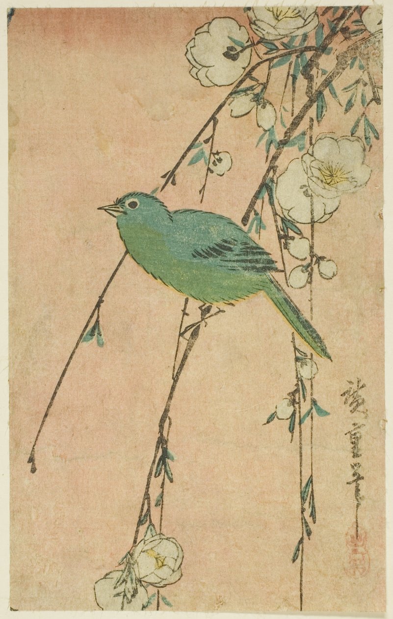 Olho branco japonês e cereja chorona de Utagawa Hiroshige