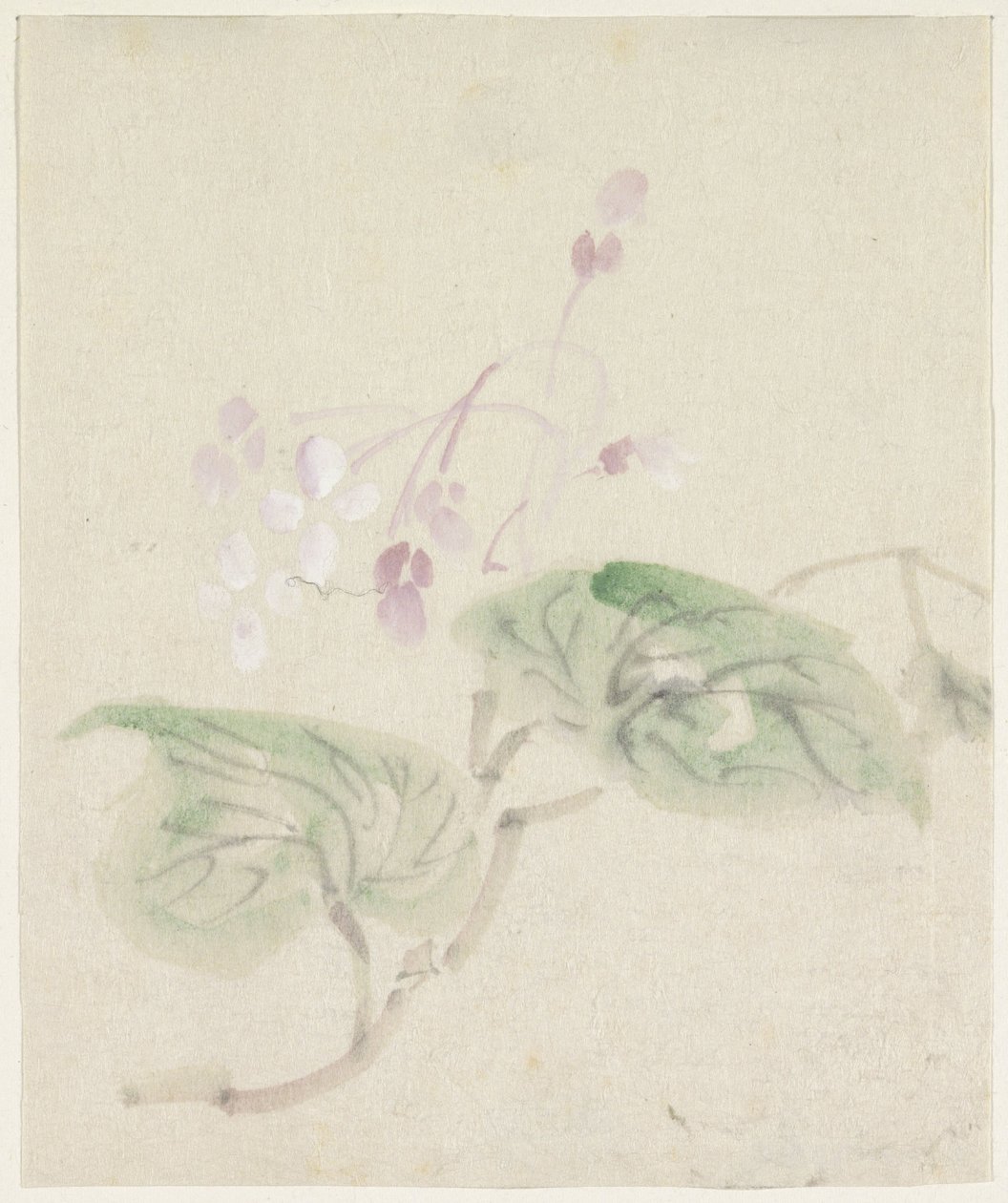 Glicínia Roze de Utagawa Kuniyoshi