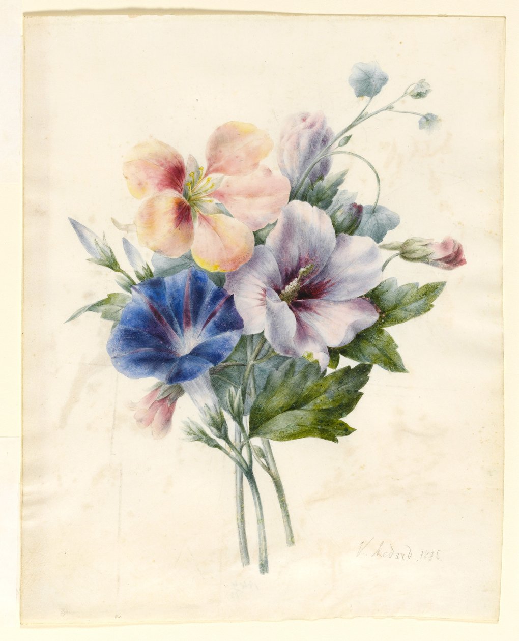 Flores, incluindo o Convólvulo Azul, 1836 (wc e bodycolour em velino) de V. Medard