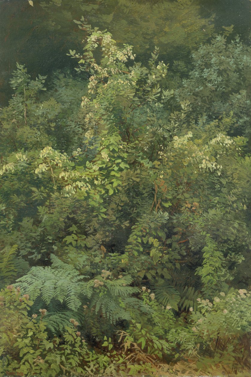 Lúpulo e Samambaias em Woodland, 1870 (óleo sobre papel colocado no cartão) de Valentin Ruths