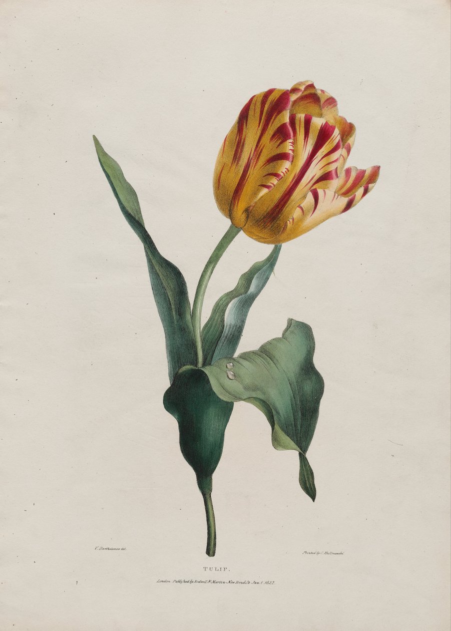 Tulipa de Valentine Bartholomew