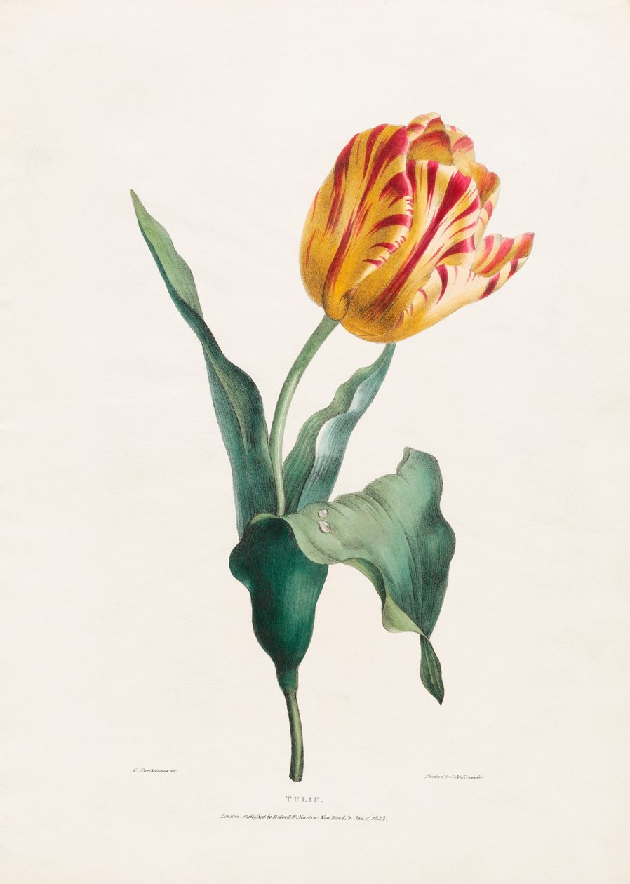 Antique Tulip Print by Valentine Bartholomew de Valentine Bartholomew