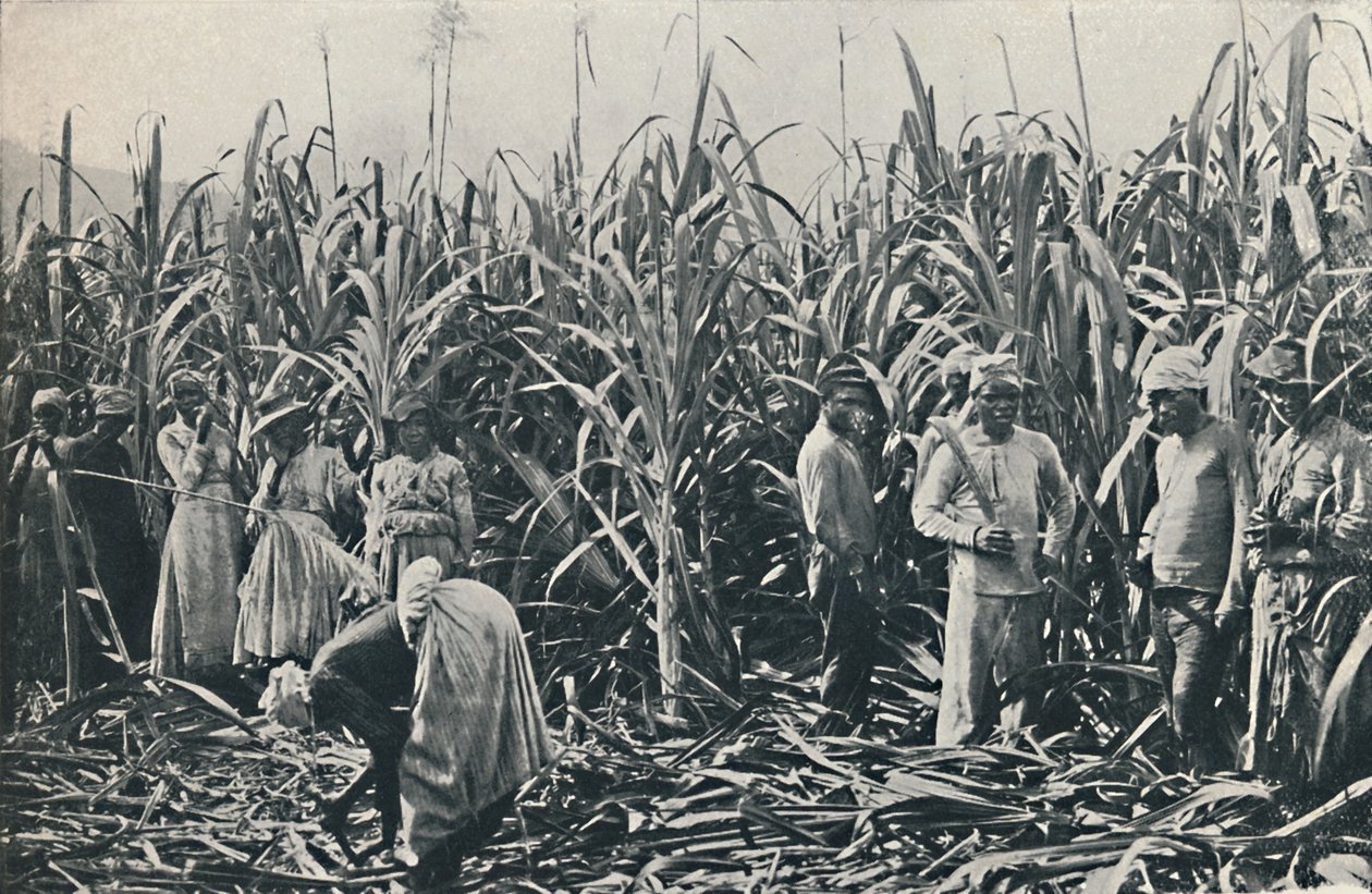 Uma plantação de cana-de-açúcar, 1916 de Valentine and Sons Ltd