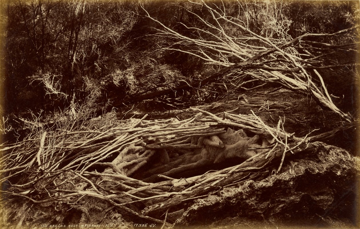 The Eagle