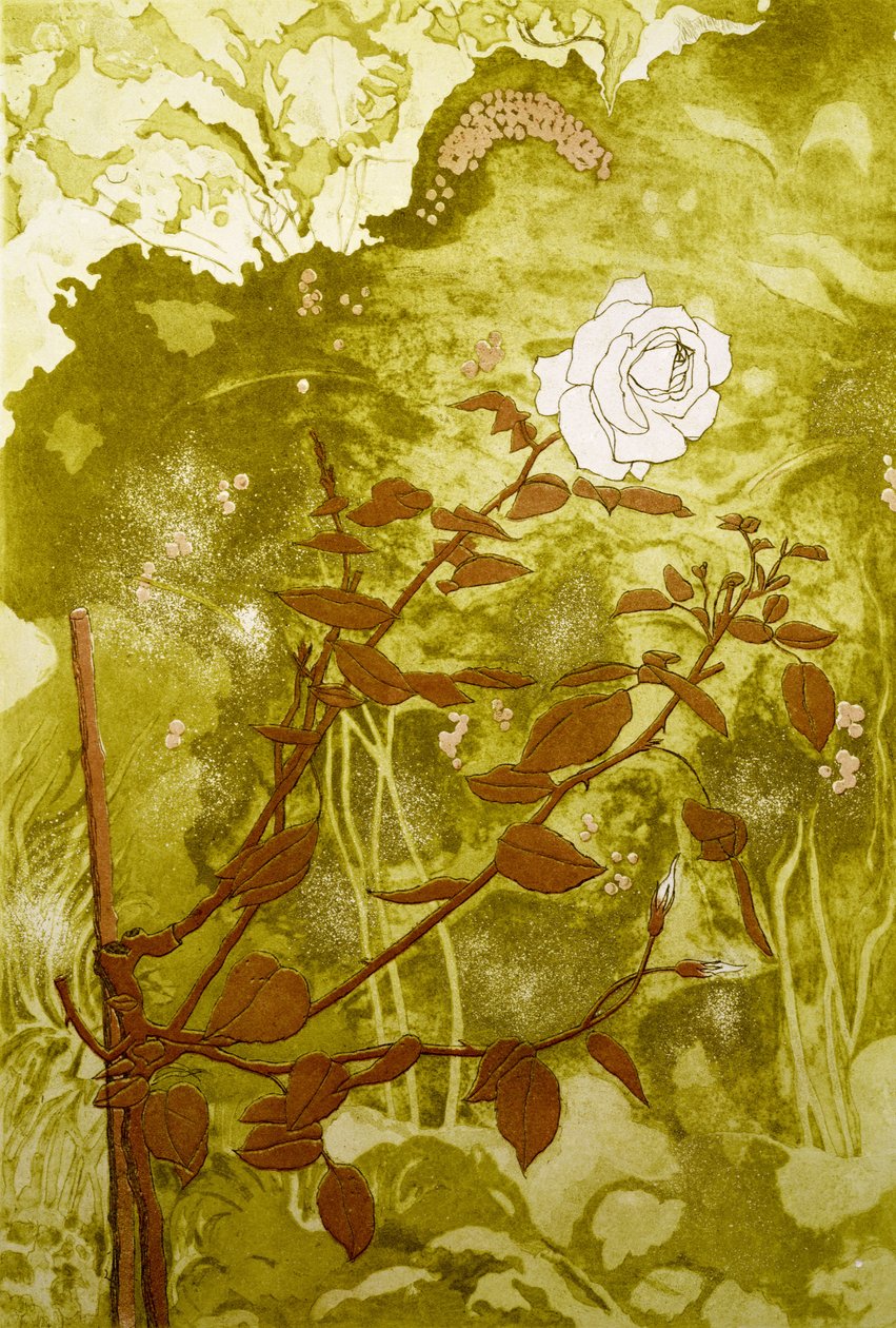 Rose (impressão) de Valerie Daniel