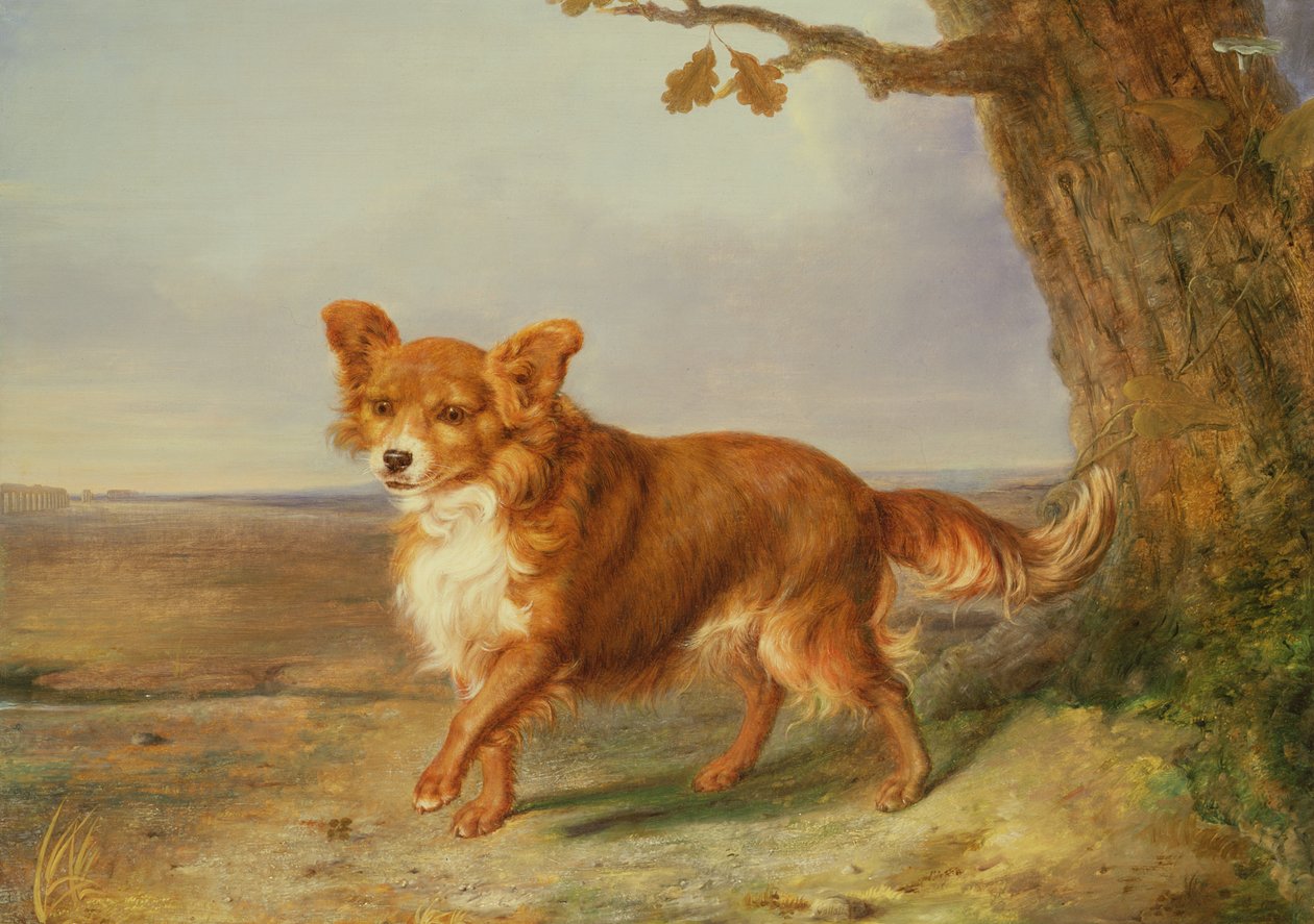 Retrato de um cão em uma paisagem italiana de Vallati
