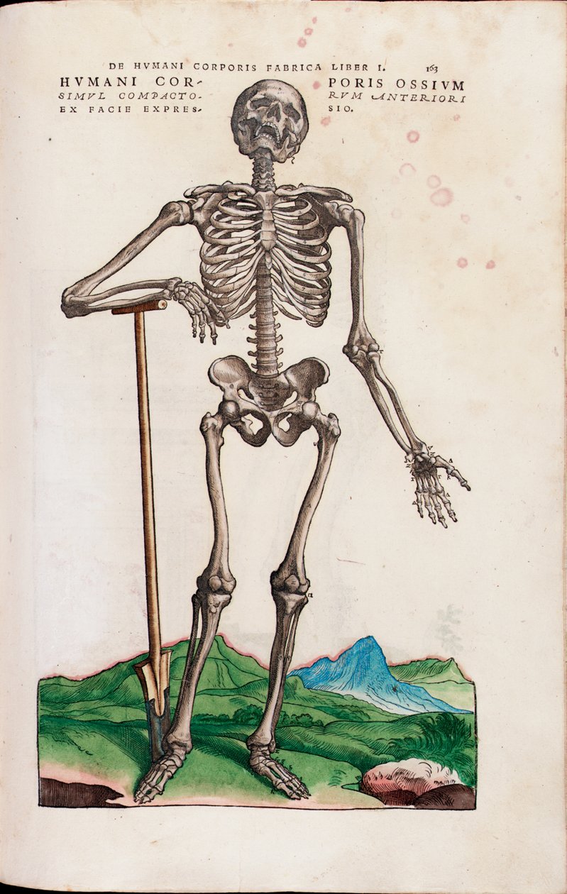 Ossos do corpo humano, de "The human body fabrica" de Andreas Vesalius de Venetian School