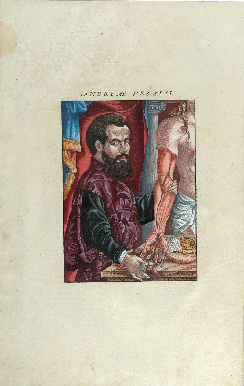 Retrato de Andreas Vesalius do Human Body fabrica &39;por Andreas Vesalius (1514-64), publicado por John Oporin, Basel, junho de 1543 (xilogravura colorida) de Venetian School