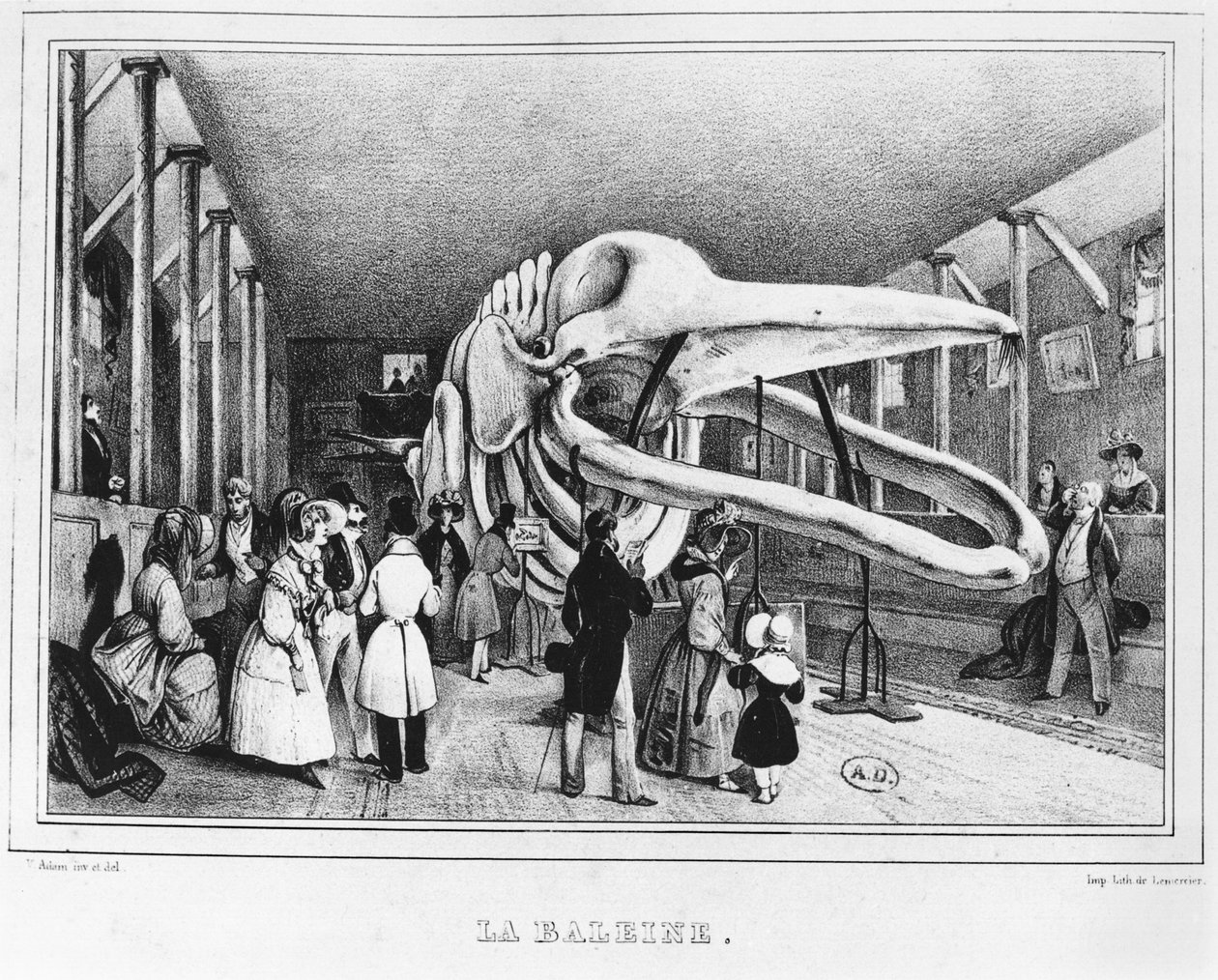 A baleia no Museu de História Natural de Paris, c.1840 de Victor Adam