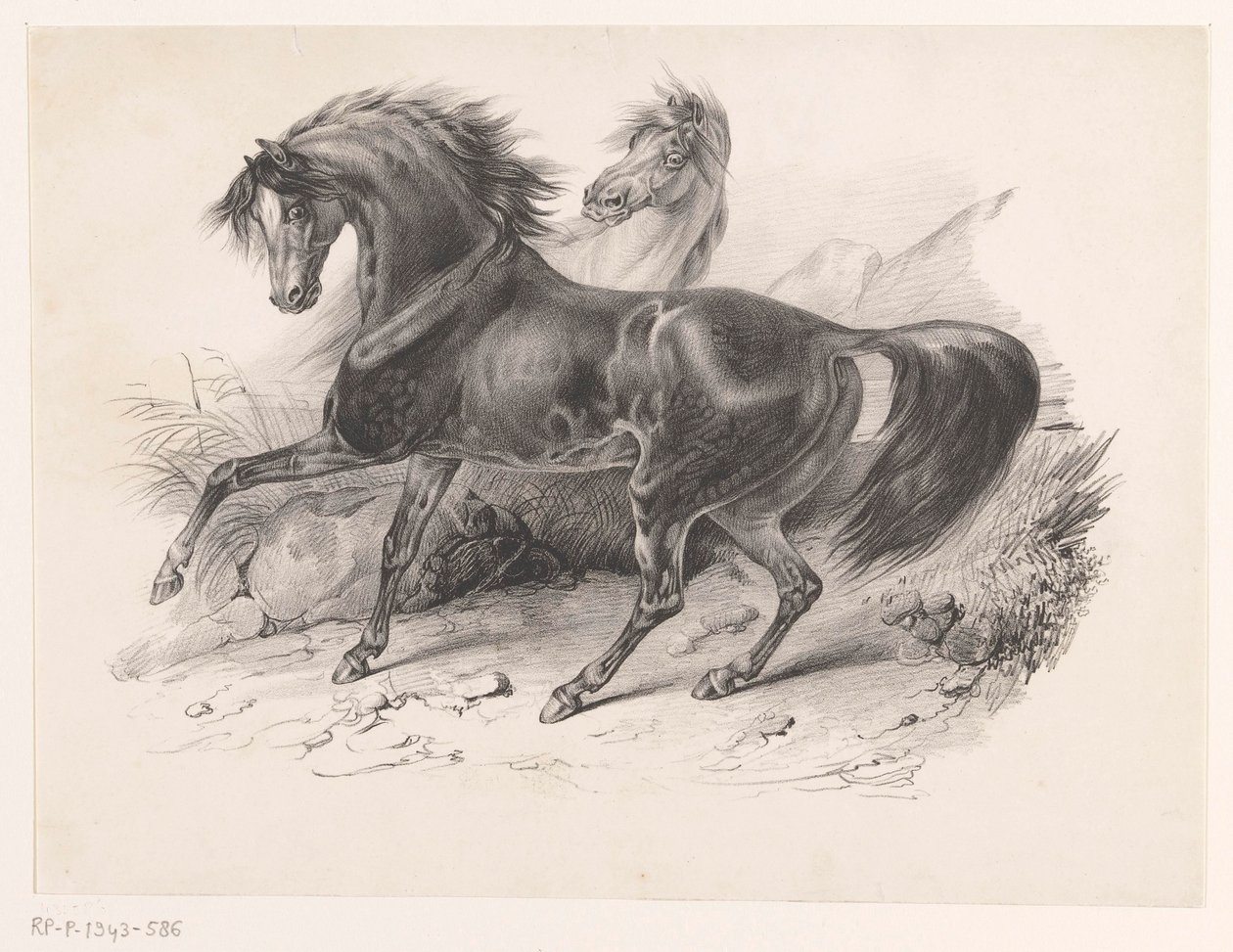 Dois cavalos selvagens de Victor Adam