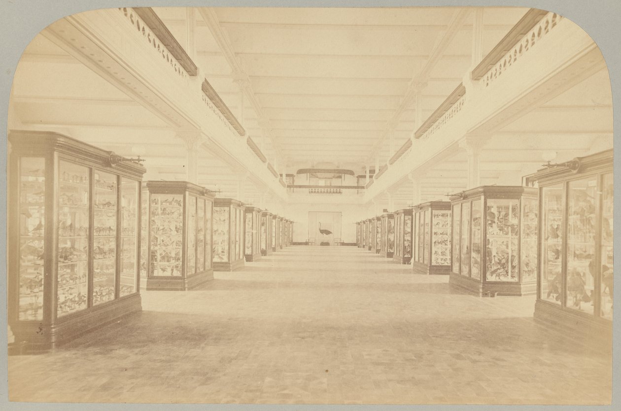 Pl. III. História principal: Pássaros de Victor Prevost, Gaston L. Feuardent and Co., New York