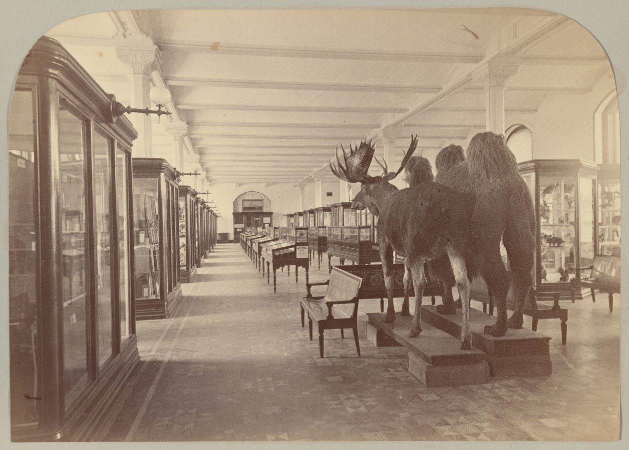 Pl. II. Andar Inferior: Mamíferos de Victor Prevost, Gaston L. Feuardent and Co., New York