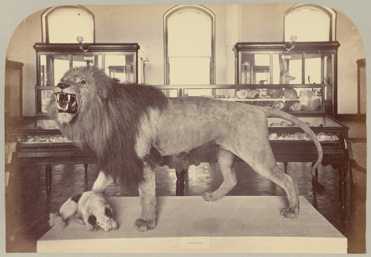 Pl. IX. Leão Africano de Victor Prevost, Gaston L. Feuardent and Co., New York