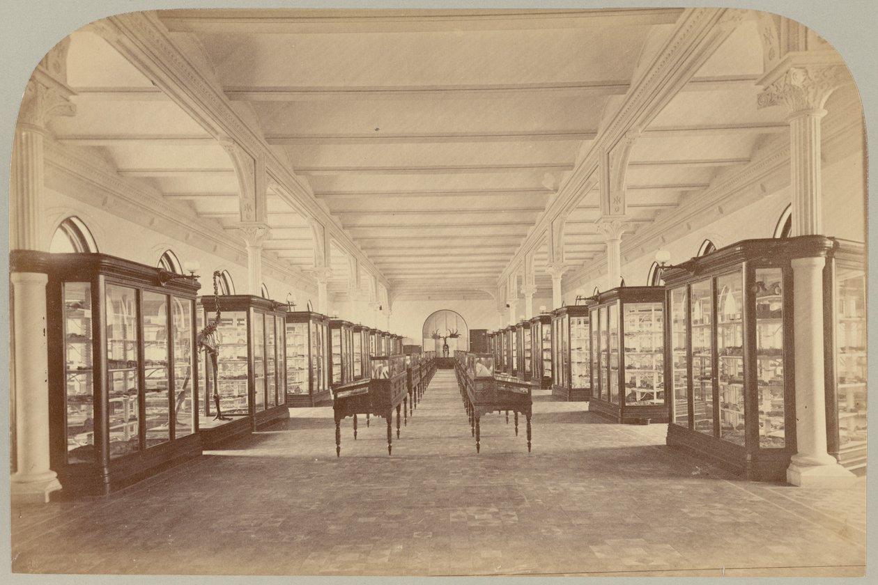 Pl. V. Andar Superior: Fósseis de Victor Prevost, Gaston L. Feuardent and Co., New York