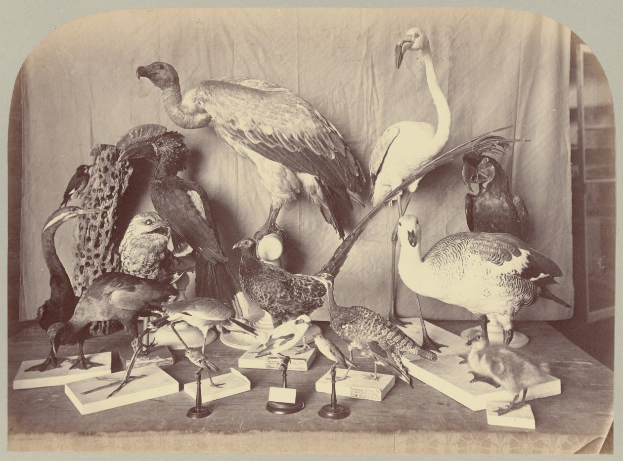 Pl. XIII. Aves de Victor Prevost, Gaston L. Feuardent and Co., New York