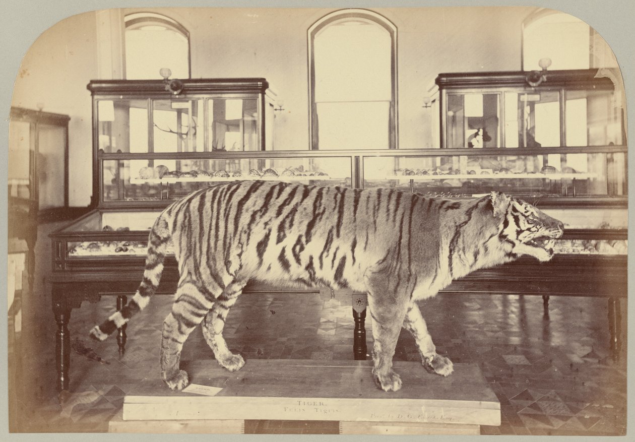 Pl. XI. Bengal Tiger de Victor Prevost, Gaston L. Feuardent and Co., New York