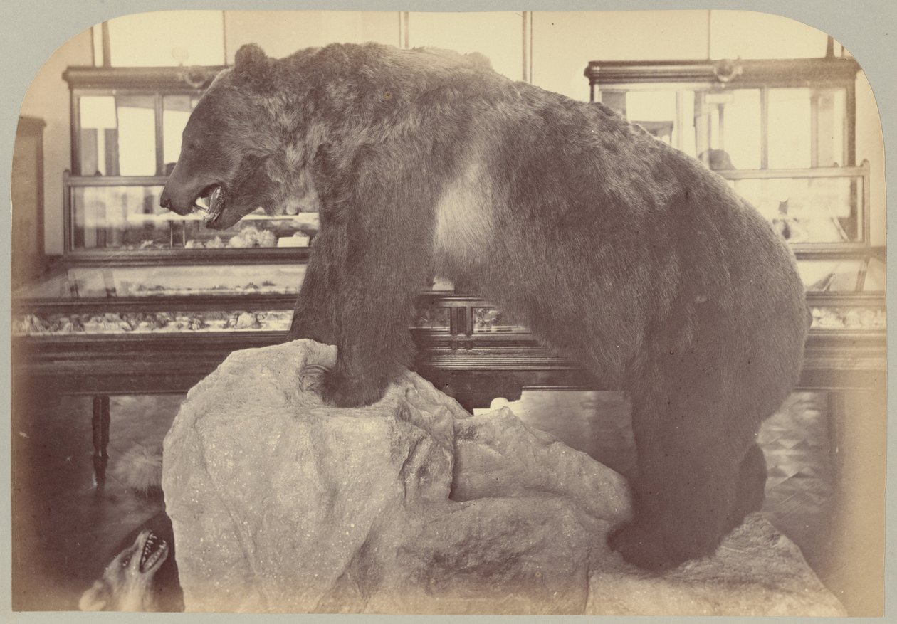Pl. X. Grizzly Bear de Victor Prevost, Gaston L. Feuardent and Co., New York