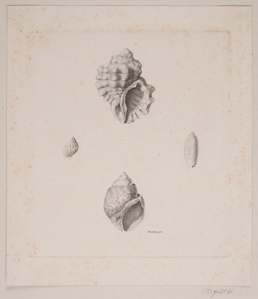 Fogo konkylier de Vilhelm Kyhn