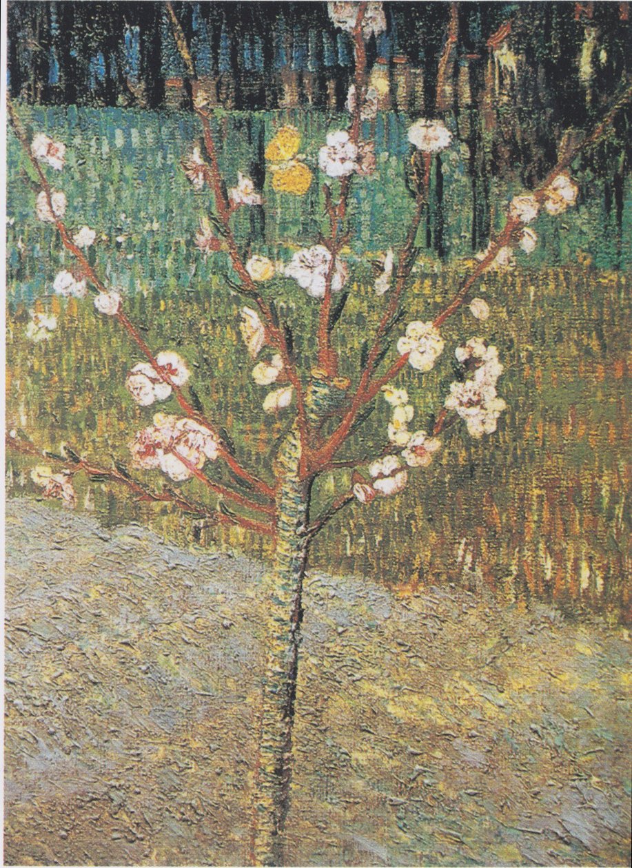 Amendoeira em flor de Vincent van Gogh