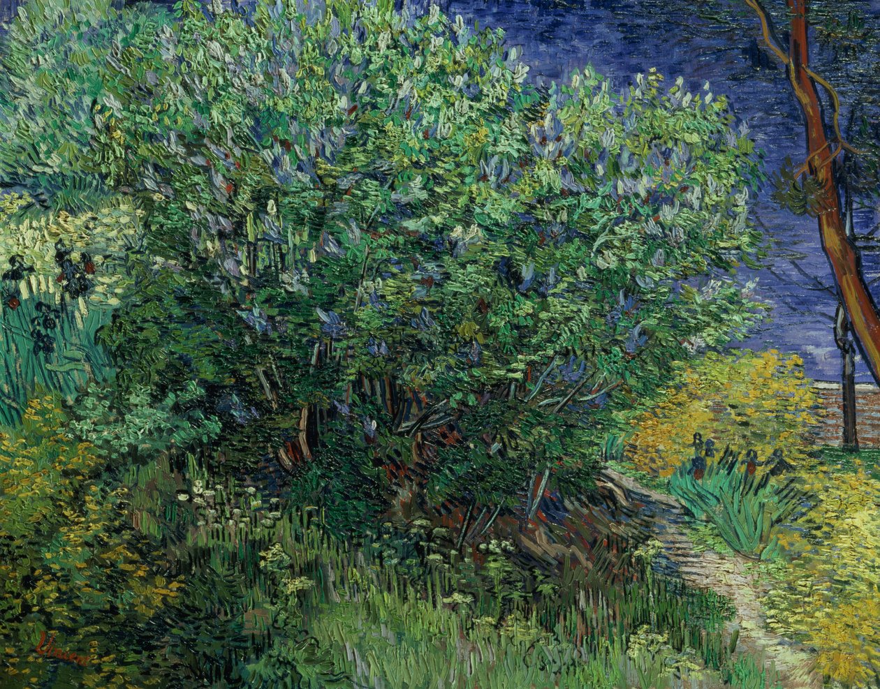 Arbusto Lilás, 1889 de Vincent van Gogh