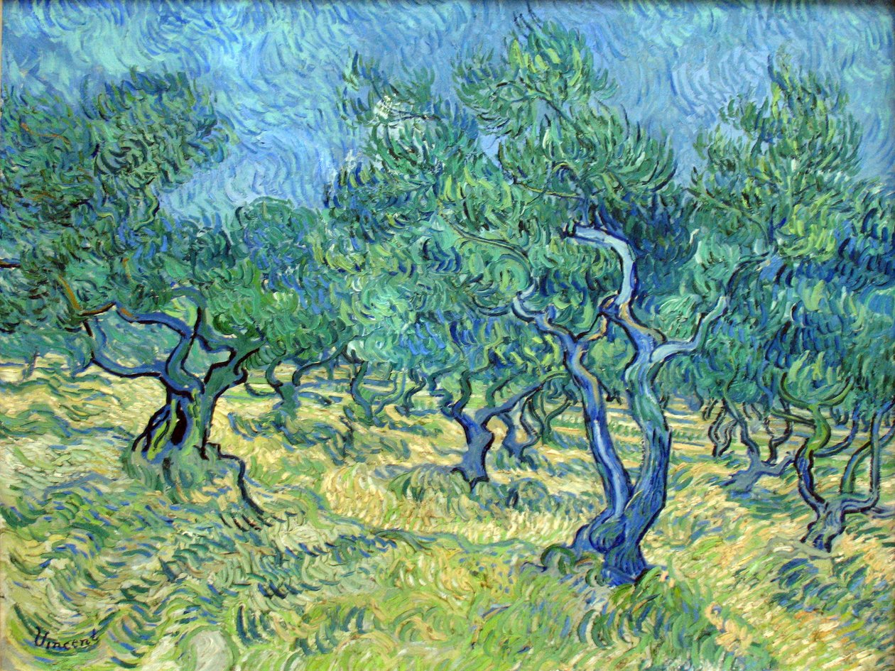 olival de Vincent van Gogh