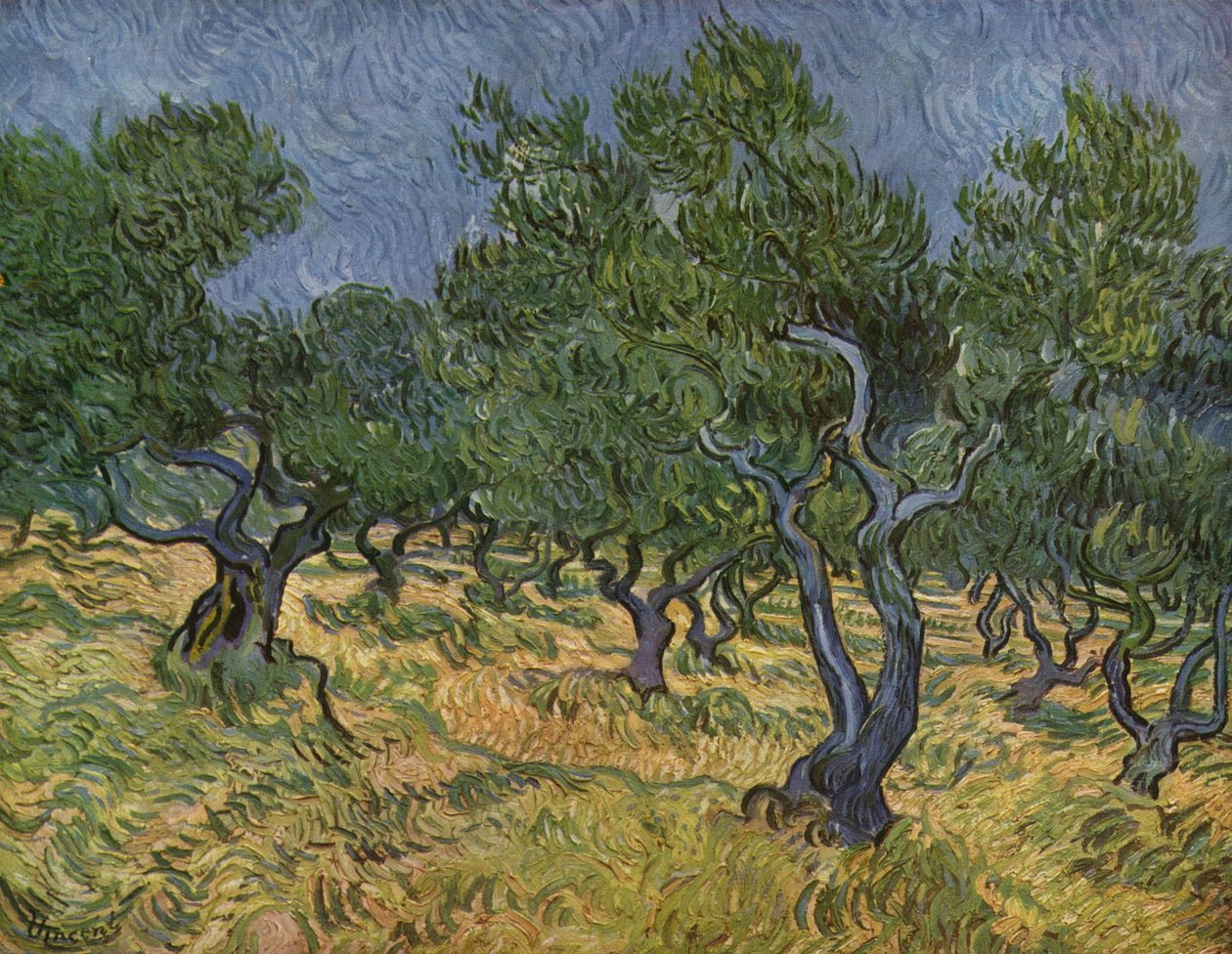 olival de Vincent van Gogh