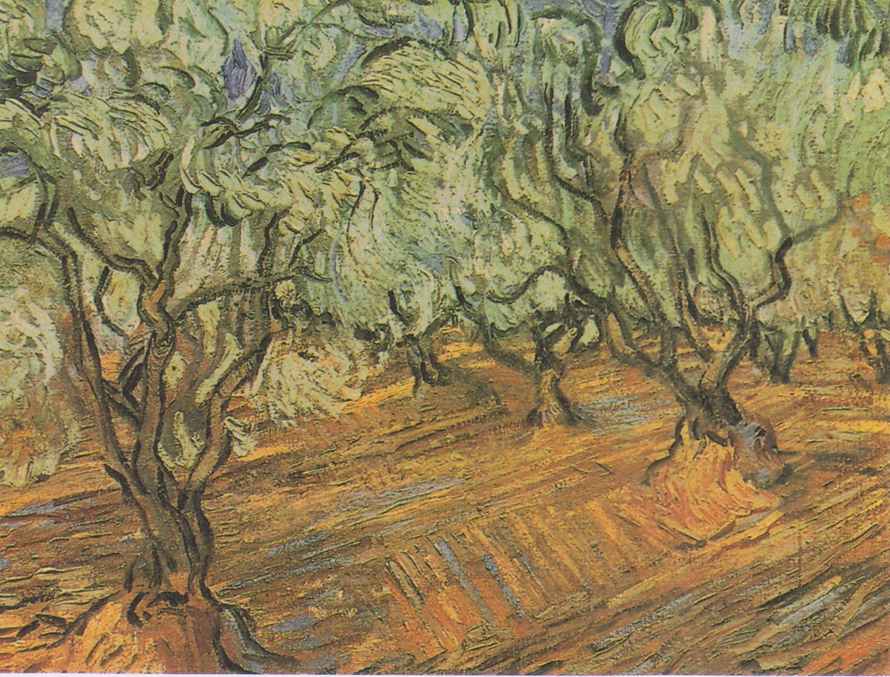 Olival com céu azul de Vincent van Gogh