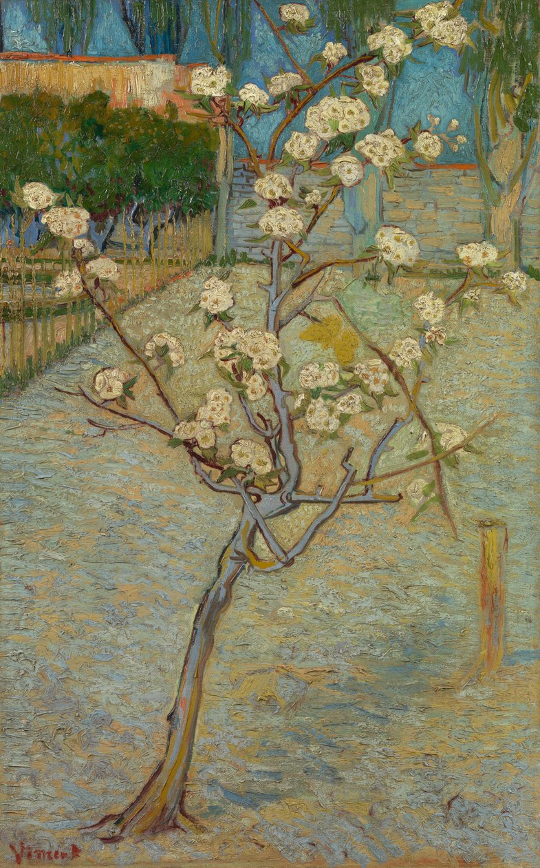 Pequena pereira em flor de Vincent van Gogh