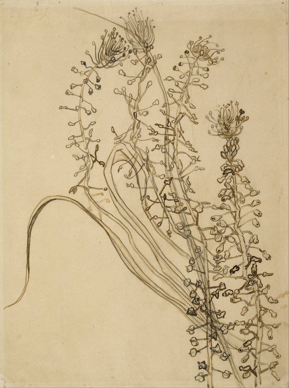 Hassinto de borla de Vincent van Gogh