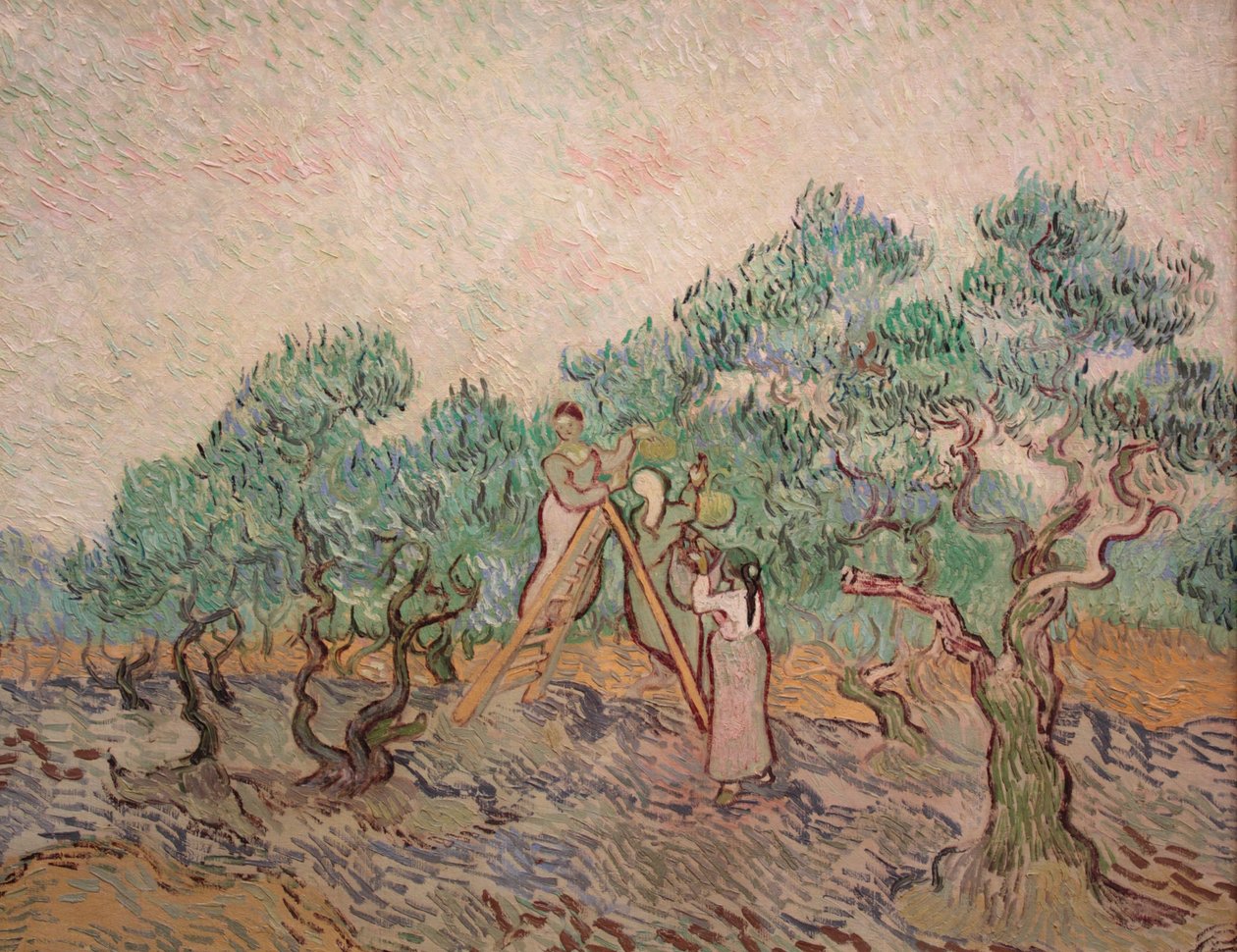 O olival pomar de Vincent van Gogh