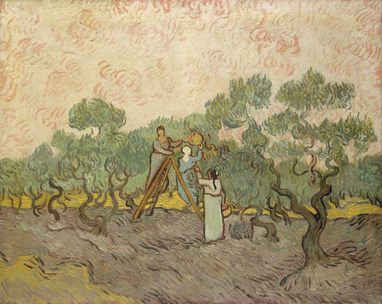 Mulheres, colheita, azeitonas de Vincent van Gogh