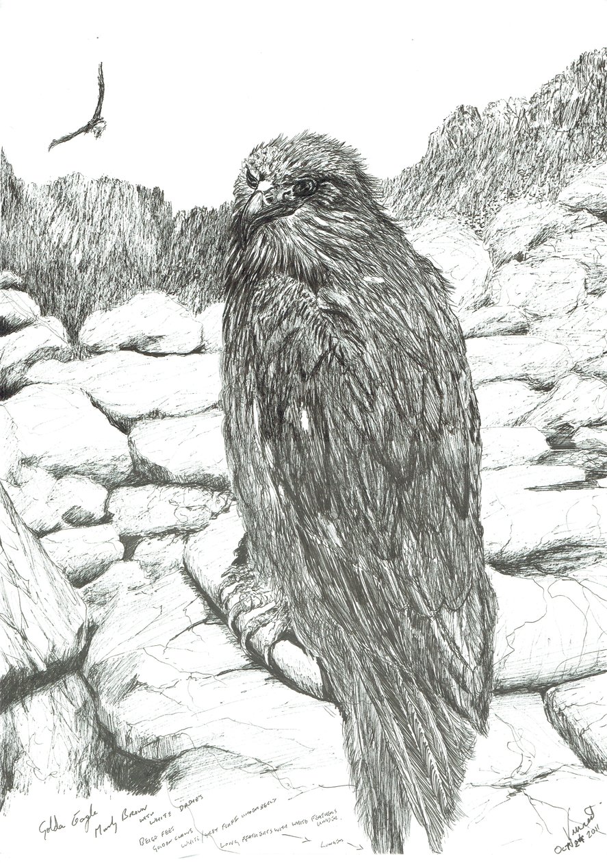 Eagles of the Highlands, 2011 de Vincent Alexander Booth