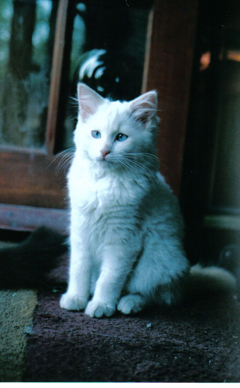 Gatinho de gelo, 2006 de Vincent Alexander Booth