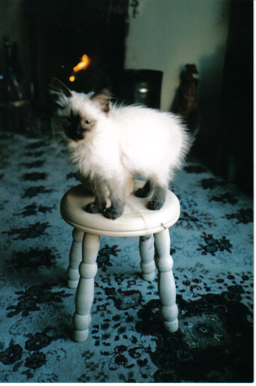 Irmã do gatinho de gelo, 2006 de Vincent Alexander Booth