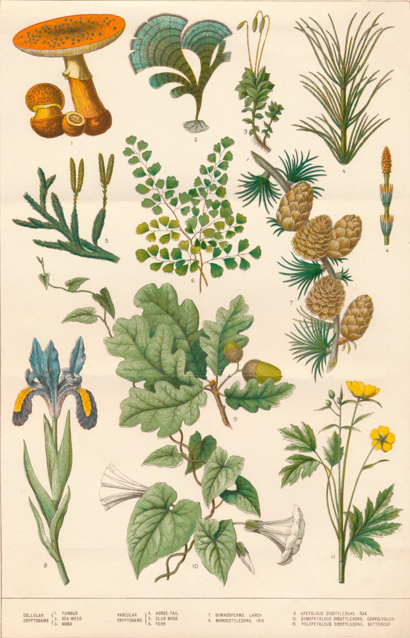 Ilustração botânica, c1880s. de Vincent Brooks Day and Son