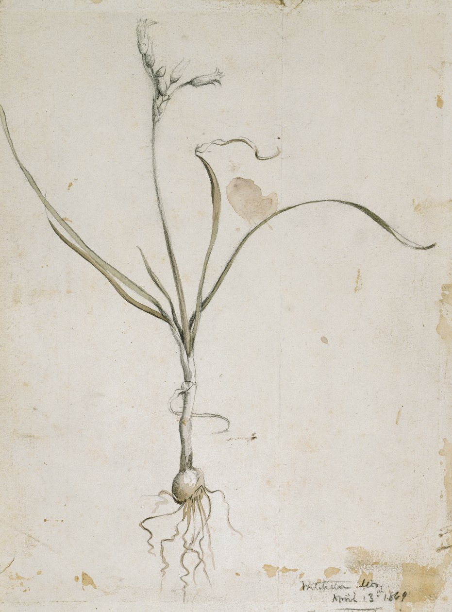 Flor e bulbo, Wichita Mts. 13 de abril de 1869, 1869 (aquarela e lápis) de Vincent Colyer