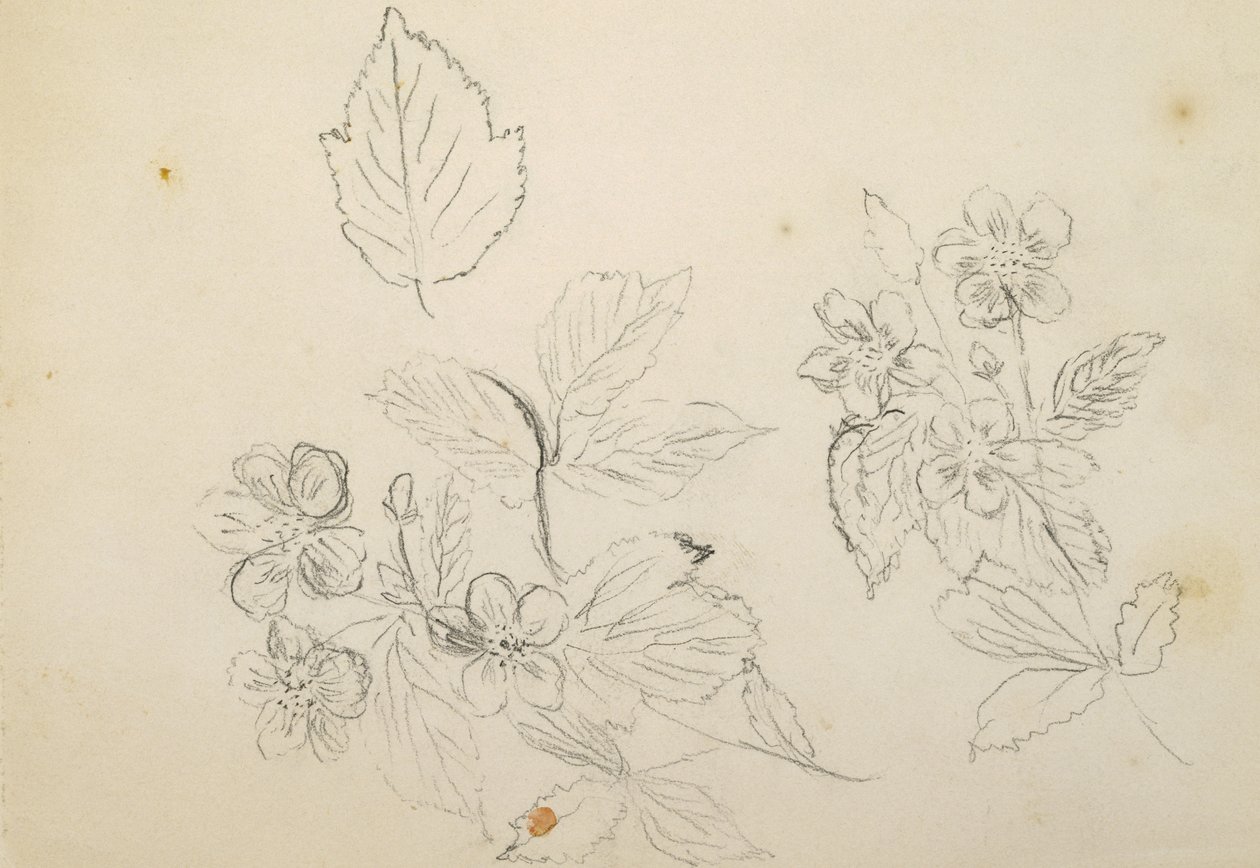 Recto: Estudo de Flores, 1869-1871 de Vincent Colyer