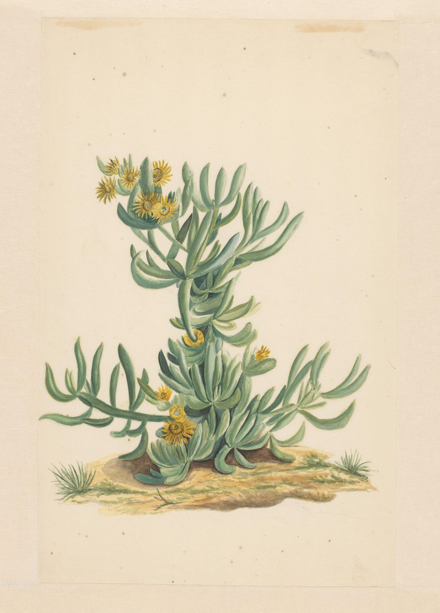 IJskruid (título sobre o objecto) de Vincent Jansz. van der Vinne (attributed to)