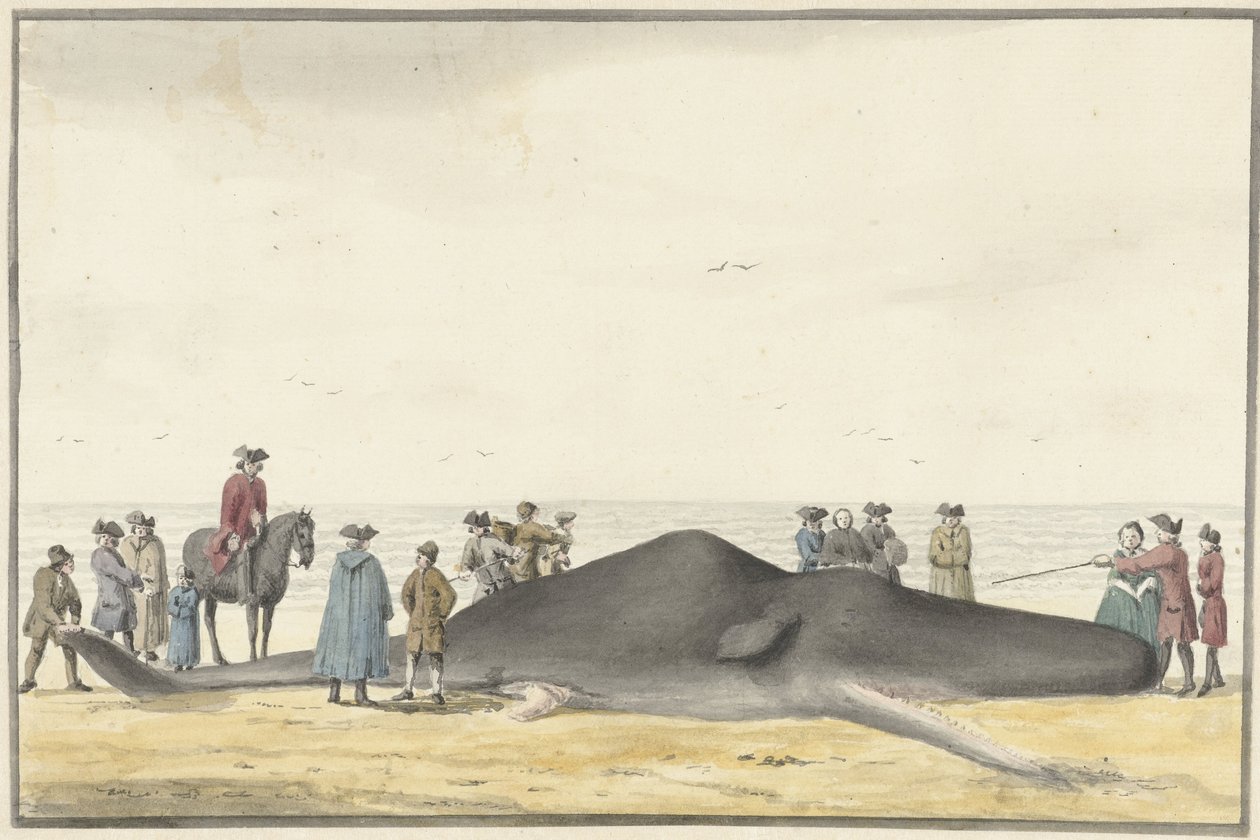 Cachalote (cachelot) na praia entre Zandvoort e Wijk aan Zee, 20 de fevereiro de 1762, visto de frente de Vincent Jansz. van der Vinne
