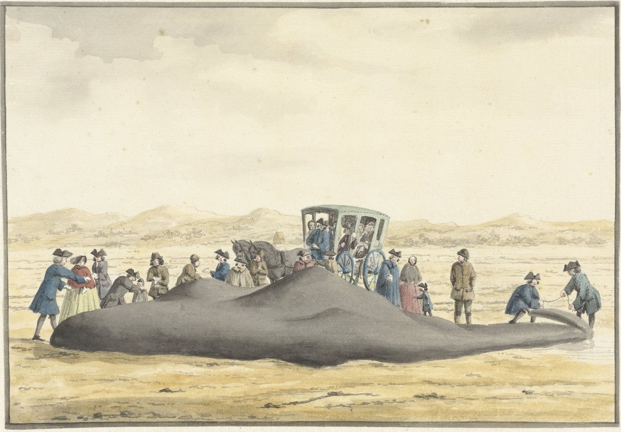 Cachalote apareceu na praia entre Zandvoort e Wijk aan Zee, 20 de fevereiro de 1762, visto de trás de Vincent Jansz. van der Vinne