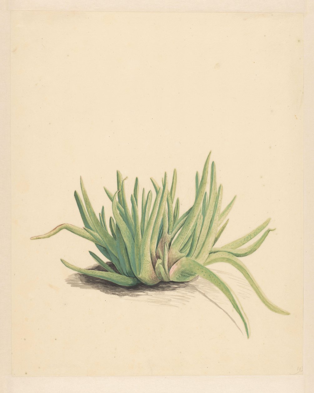 IJskruid (título sobre o objecto) de Vincent Jansz. van der Vinne