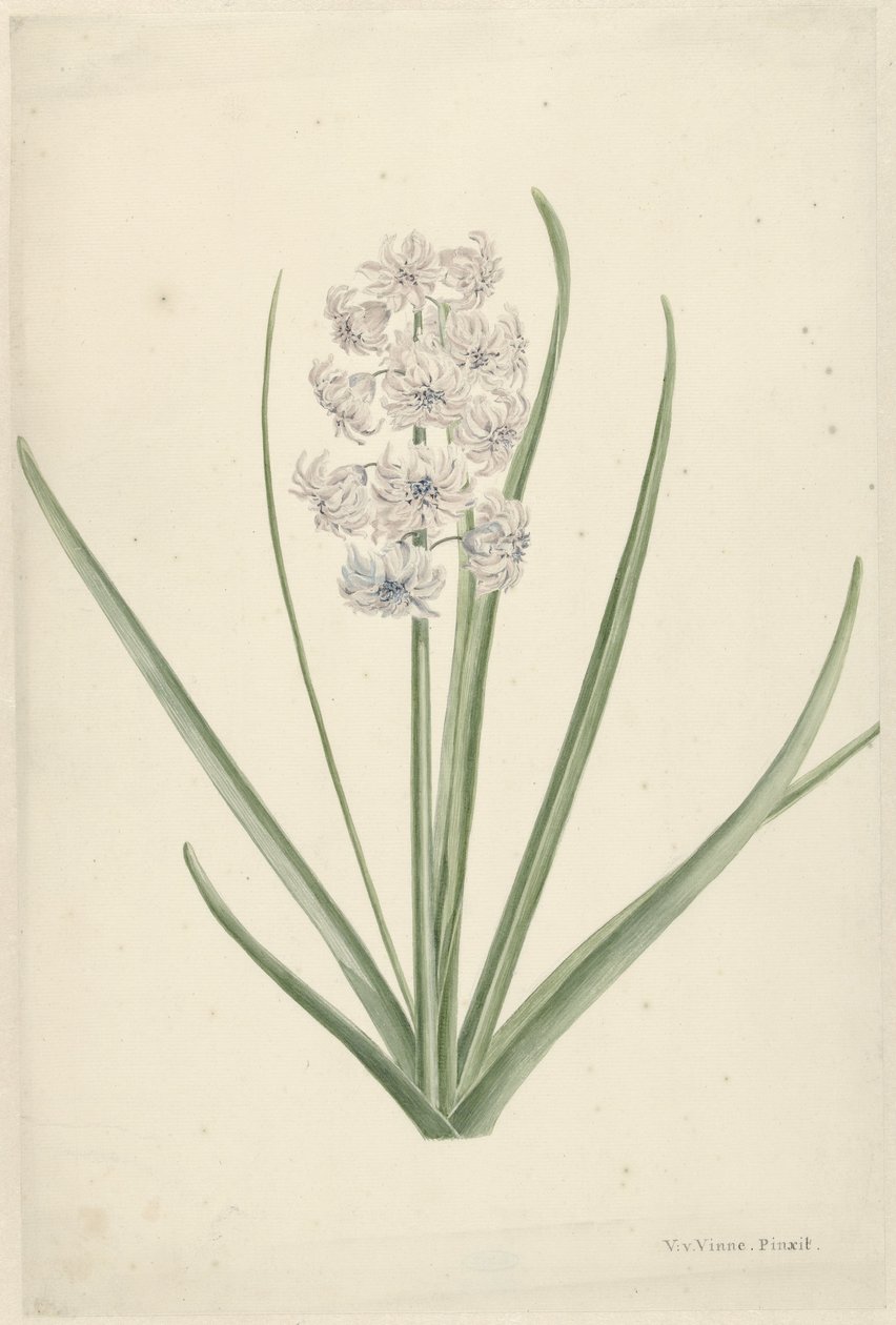 Jacinto azul-claro branco de Vincent Jansz. van der Vinne