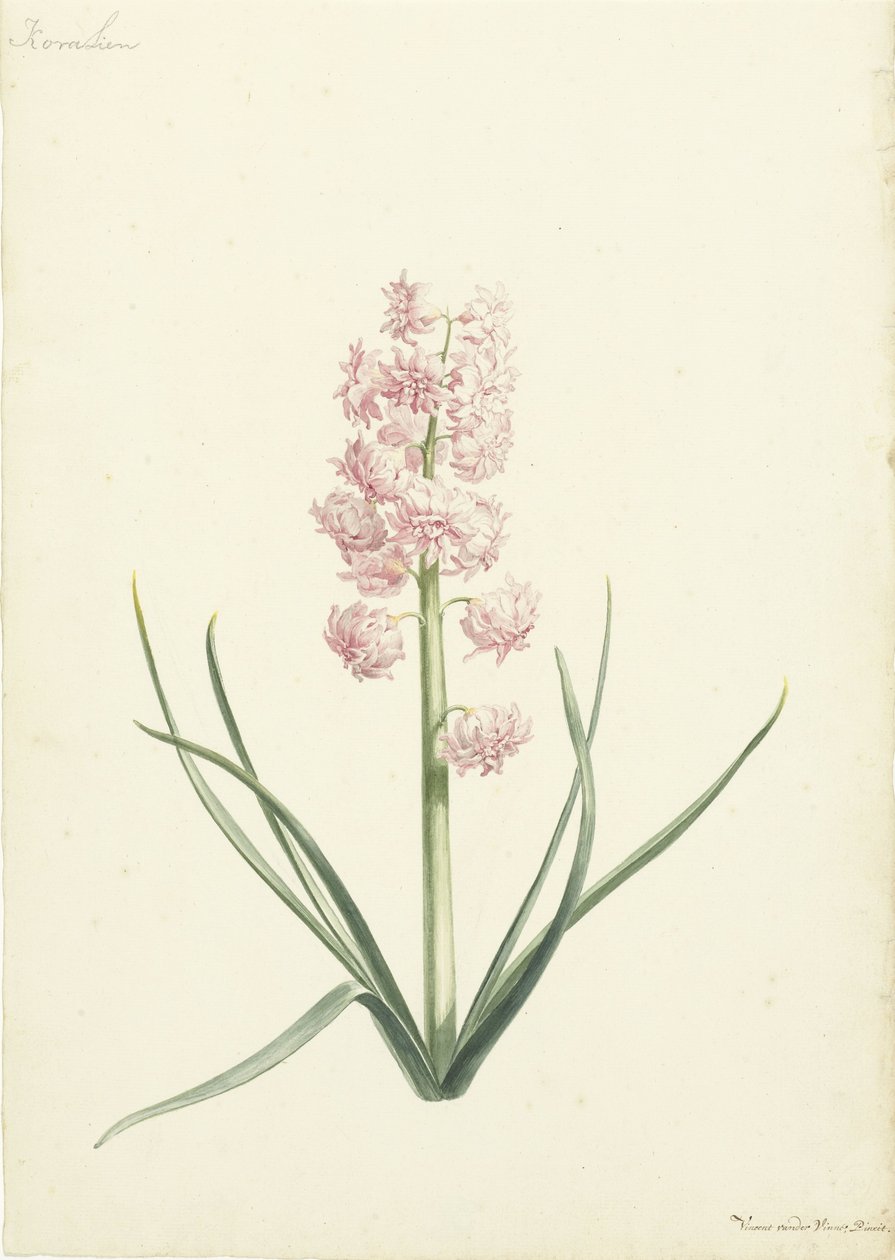 Hyacinth Coralien de Vincent Laurensz. van der Vinne (II)