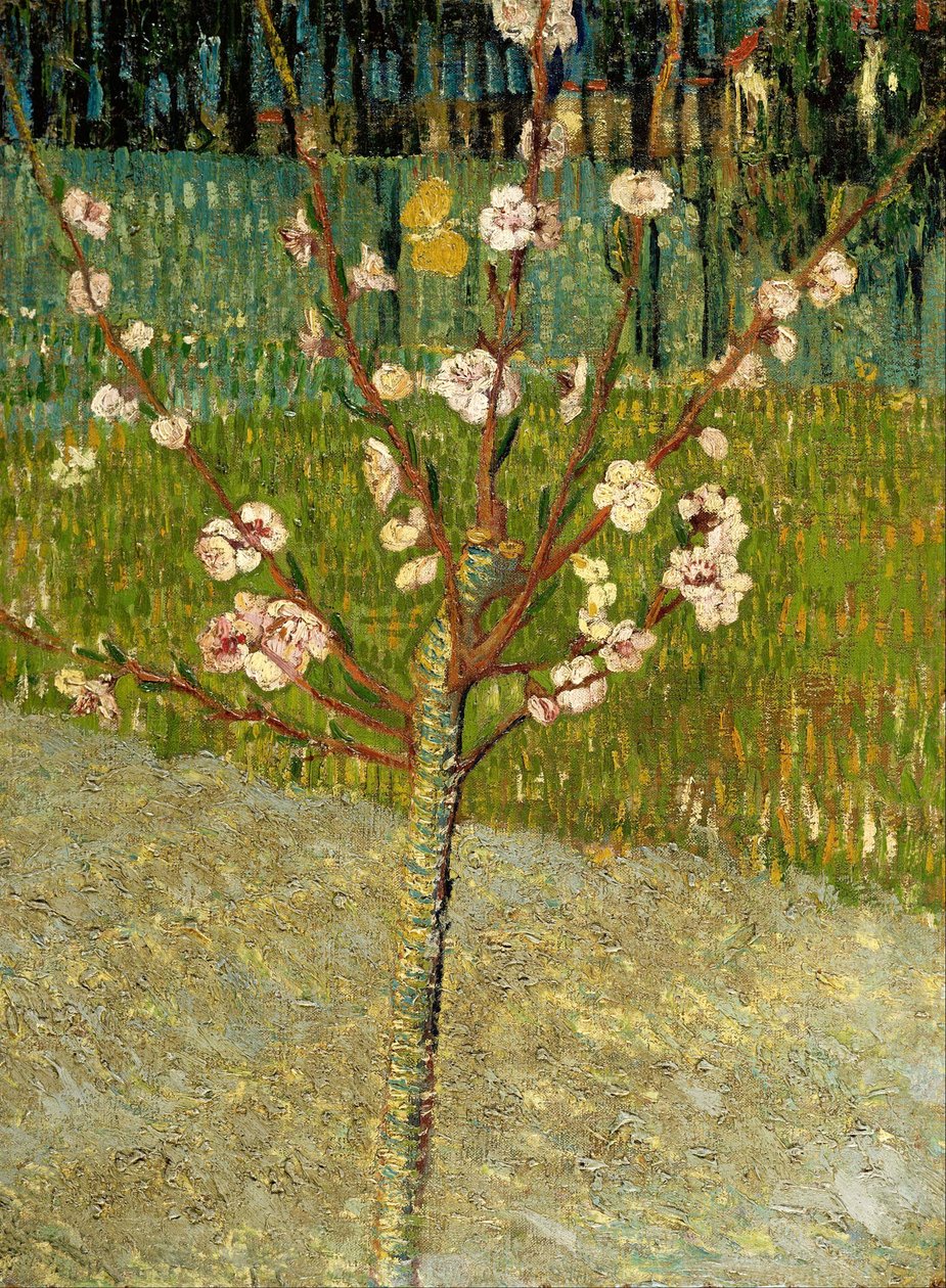 Amendoeira em flor de Vincent van Gogh