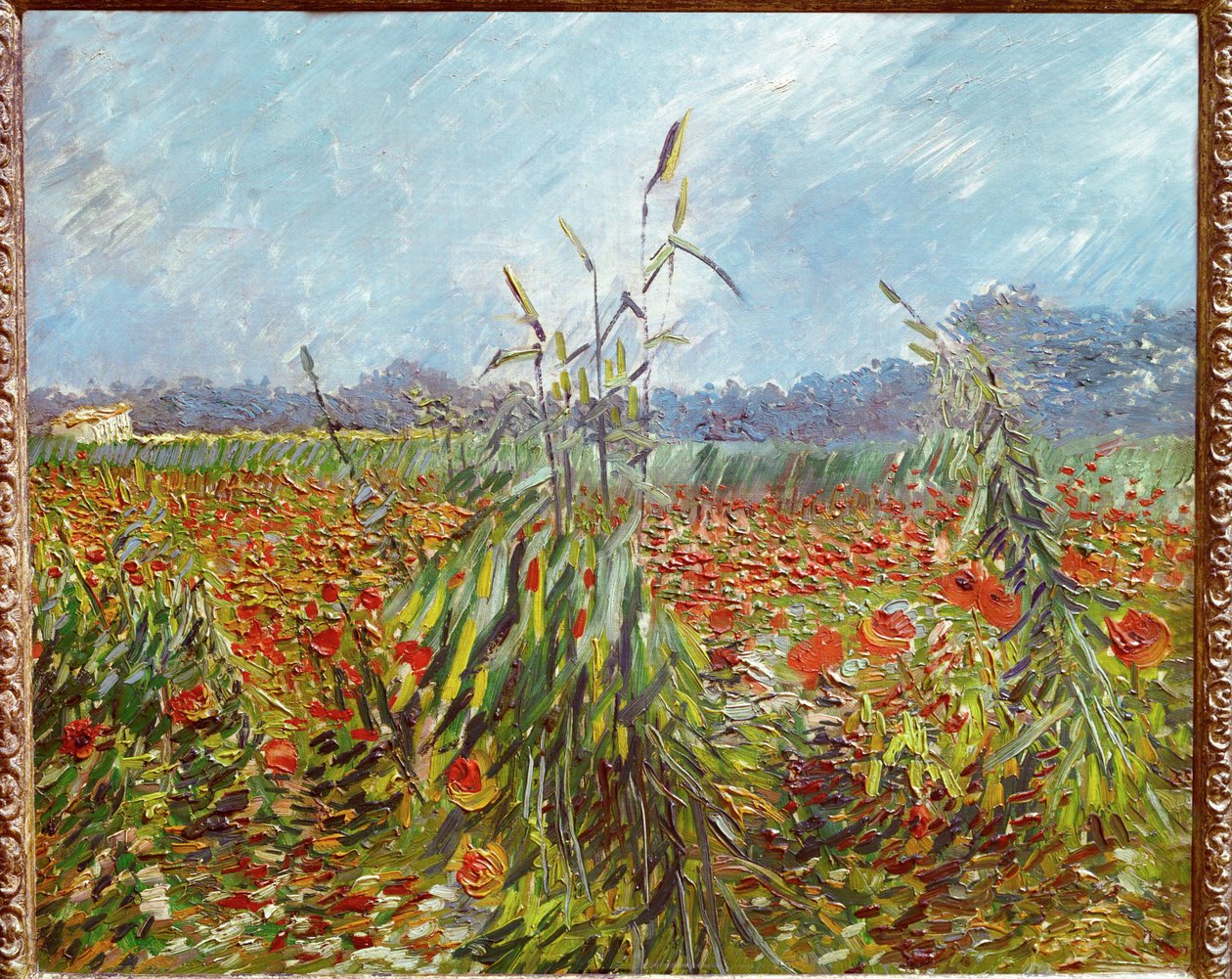 Campos de milho e papoilas (óleo sobre tela) de Vincent van Gogh