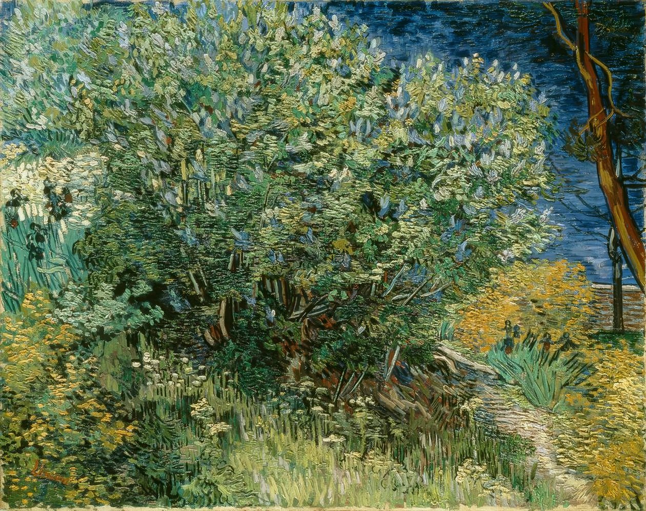 arbusto lilás de Vincent van Gogh
